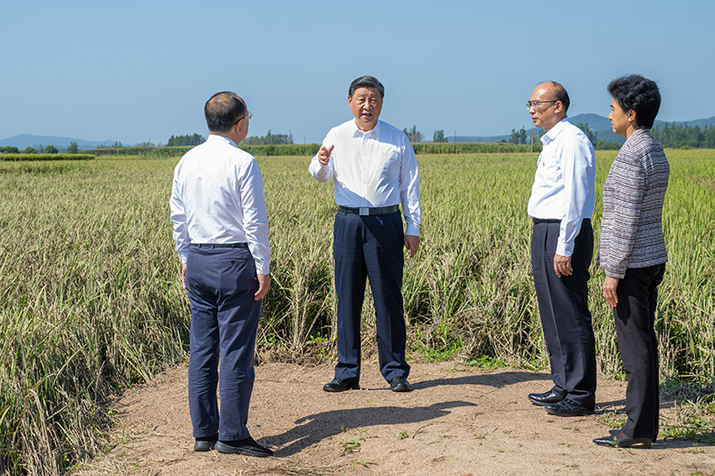 9月6日至8日，中共中央總書記、國家主席、中央軍委主席習(xí)近平在黑龍江考察。這是7日上午，習(xí)近平在遭受洪澇災(zāi)害的哈爾濱尚志市老街基鄉(xiāng)龍王廟村，察看水稻受災(zāi)情況。